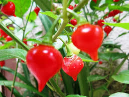 Beak Pepper Sabor Mineiro (Pimenta Biquinho) - 300g BEST BEFORE 07/11/2026